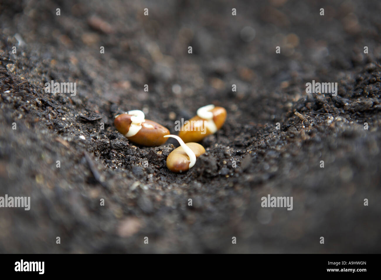 Green bean seeds germinating Stock Photo Alamy