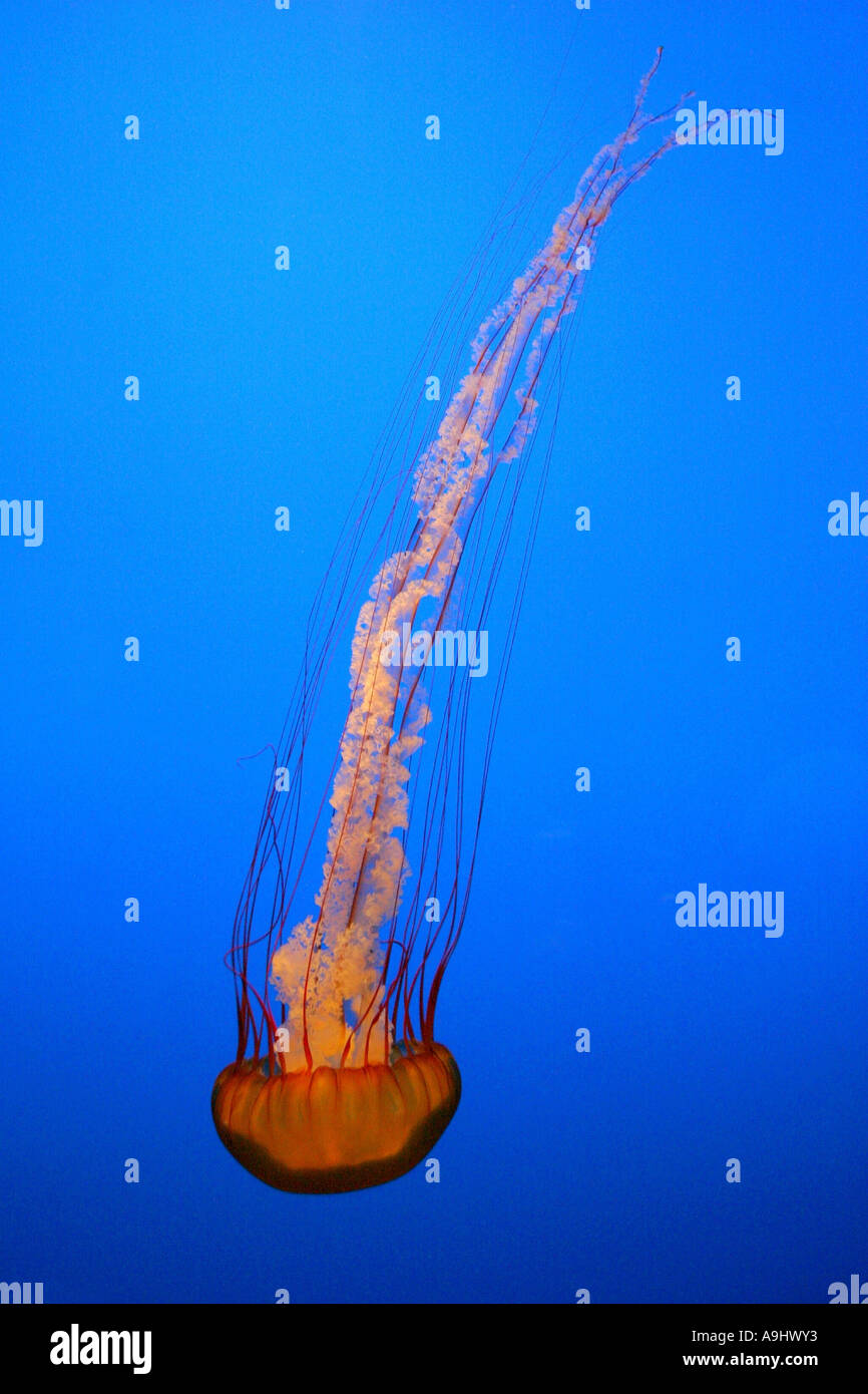 compass jellyfish, red-banded jellyfish (Chrysaora hysoscella), USA, California Stock Photo