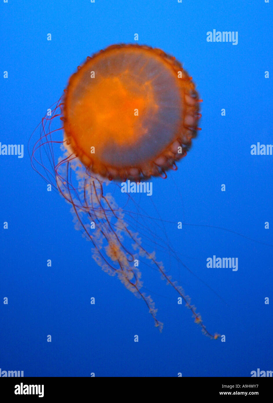 compass jellyfish, red-banded jellyfish (Chrysaora hysoscella), USA, California Stock Photo