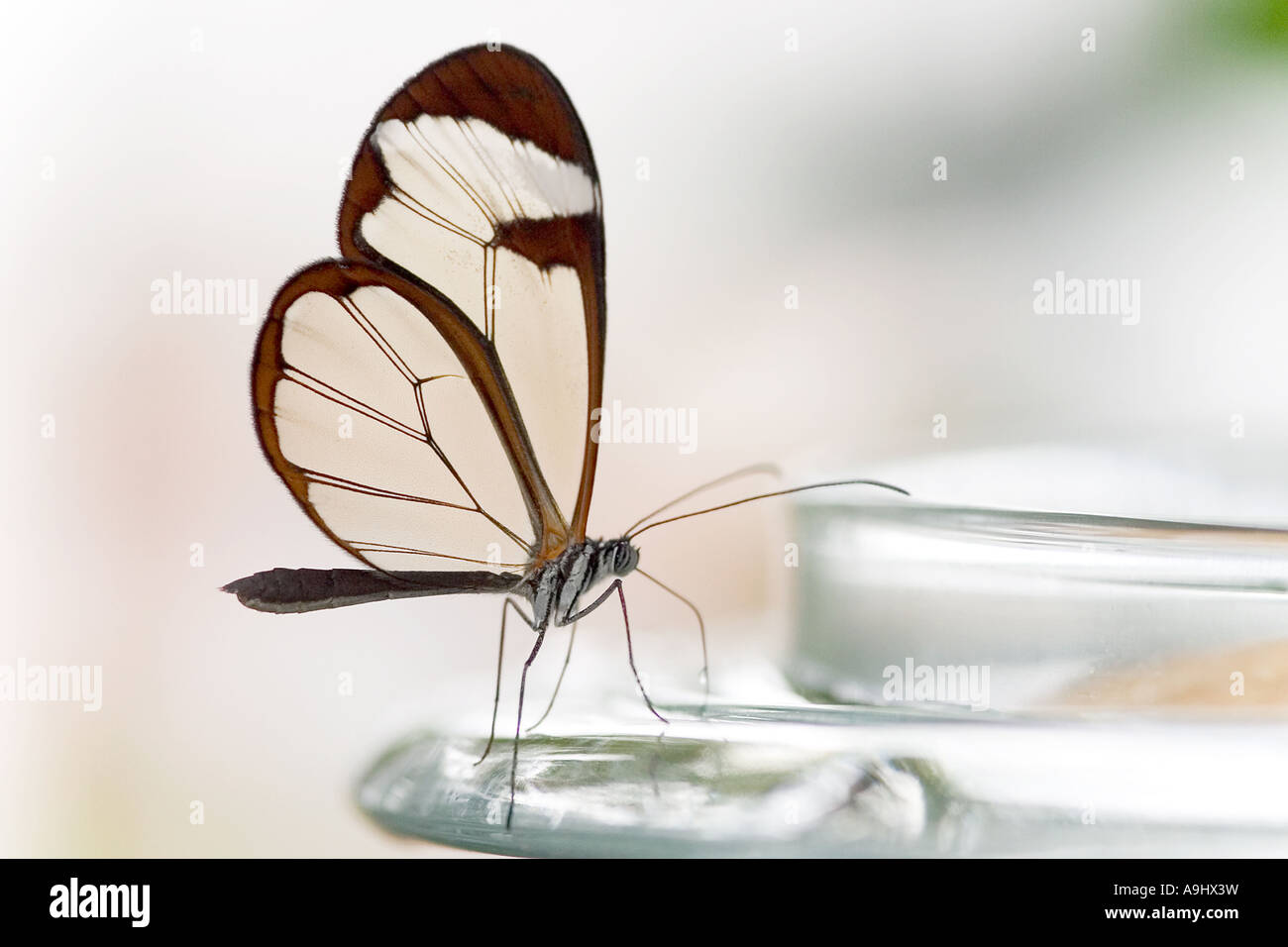 Glasswing butterfly (great oto) Stock Photo