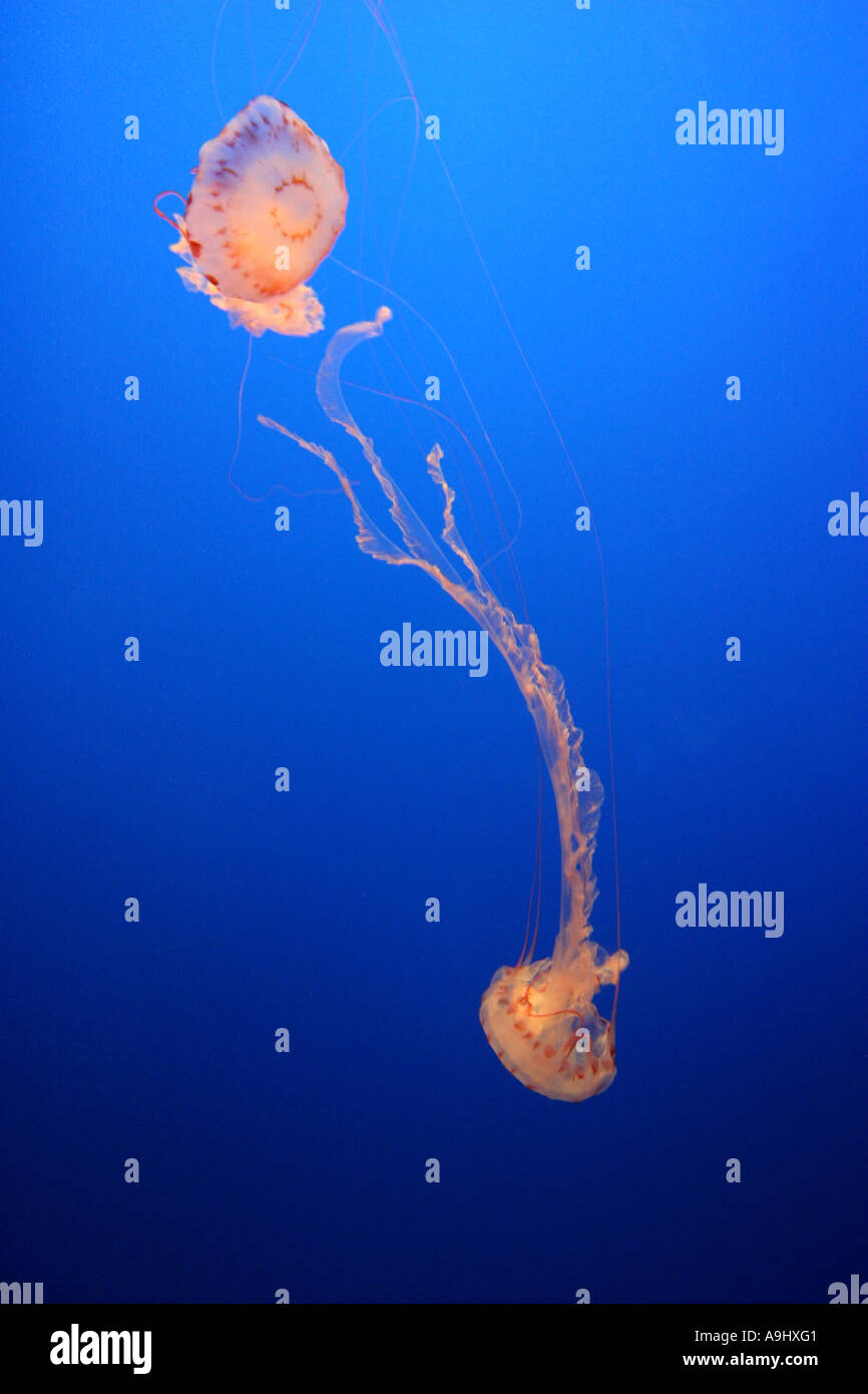 compass jellyfish, red-banded jellyfish (Chrysaora hysoscella), USA, California Stock Photo