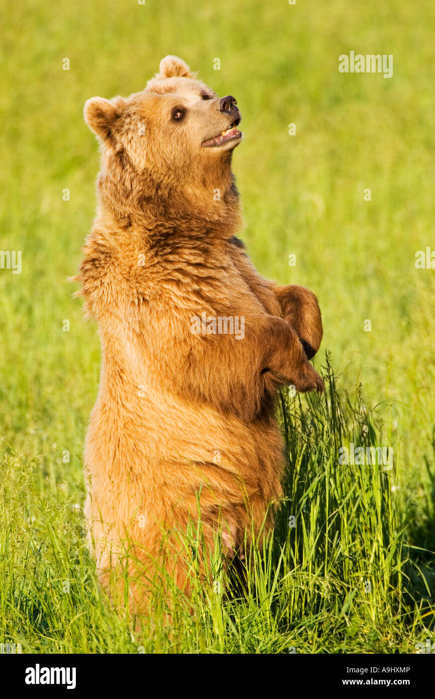 European Brown Bear (Ursus arctos Stock Photo - Alamy