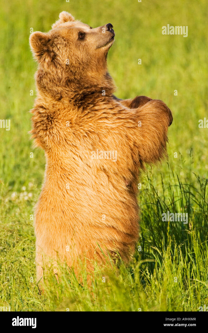 European Brown Bear (Ursus arctos Stock Photo - Alamy