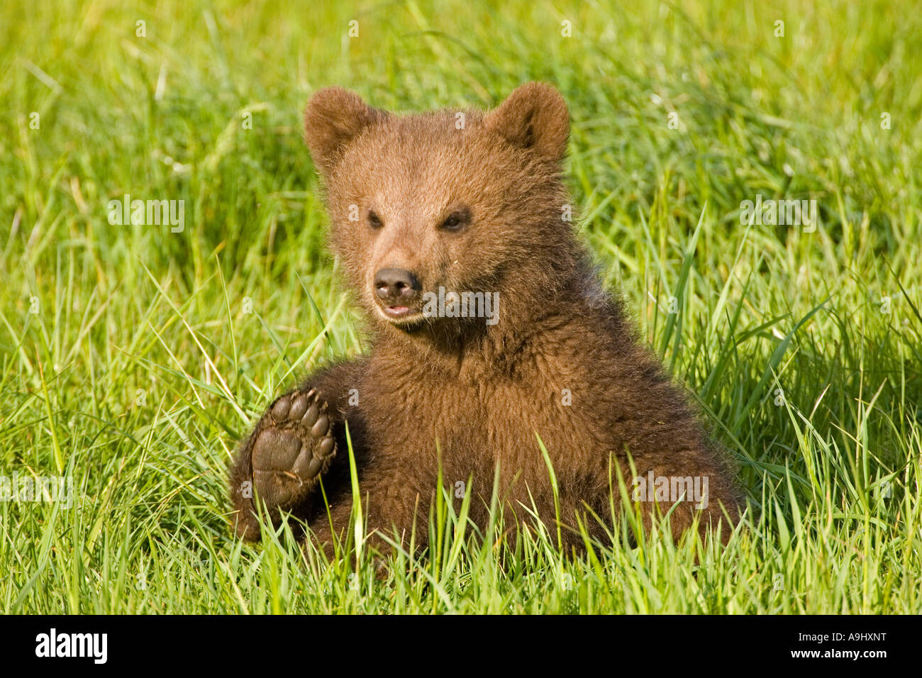 European Brown Bear cub (Ursus arctos Stock Photo - Alamy