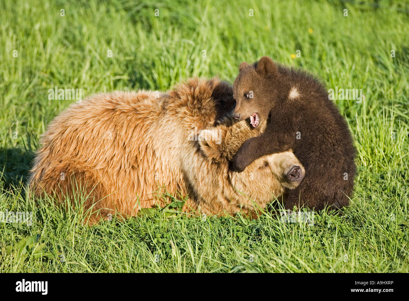 European Brown Bear mother with cub, playing (Ursus arctos Stock Photo ...