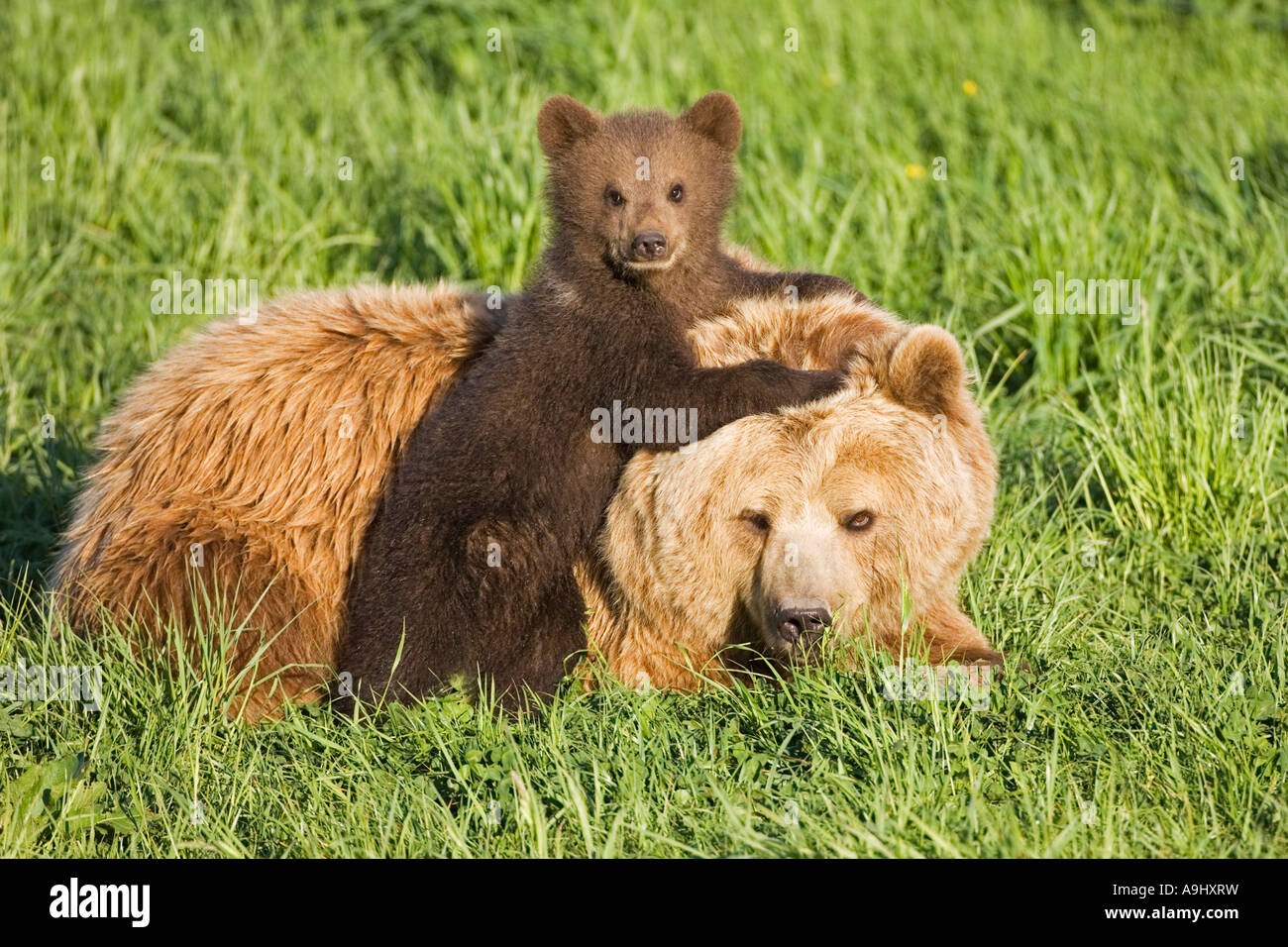 European Brown Bear mother with cub (Ursus arctos) Stock Photo