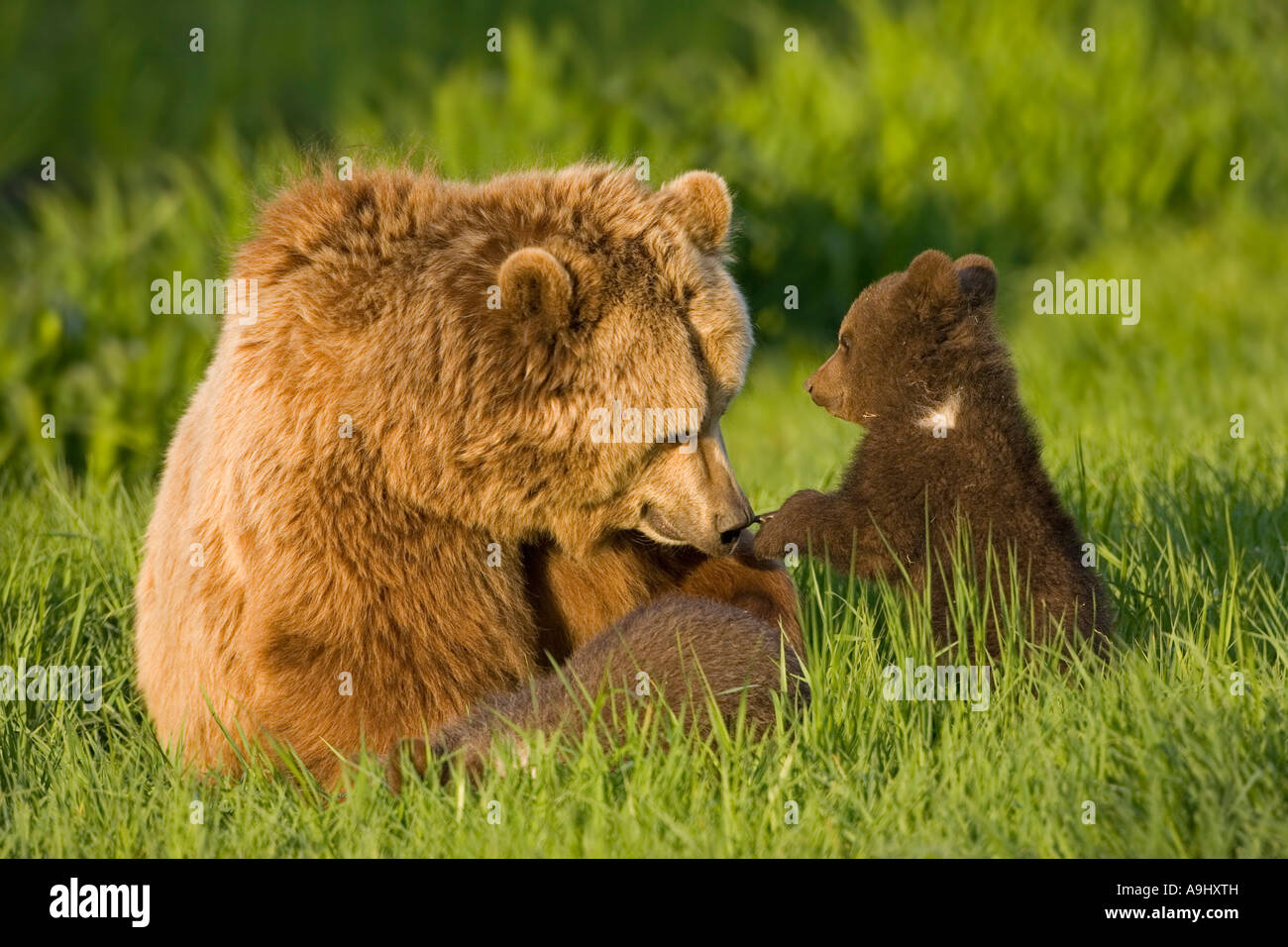 European Brown Bear mother with cubs (Ursus arctos Stock Photo - Alamy