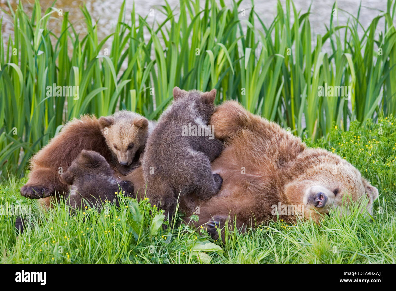 European Brown Bear mother is feeding her cups (Ursus arctos Stock ...