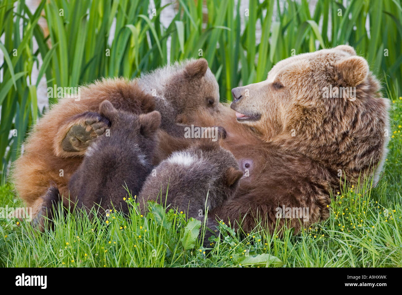 European Brown Bear mother is feeding her cups (Ursus arctos Stock ...