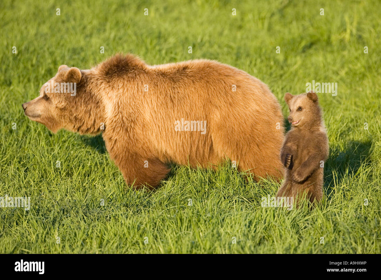 European Brown Bear mother with cub (Ursus arctos) Stock Photo