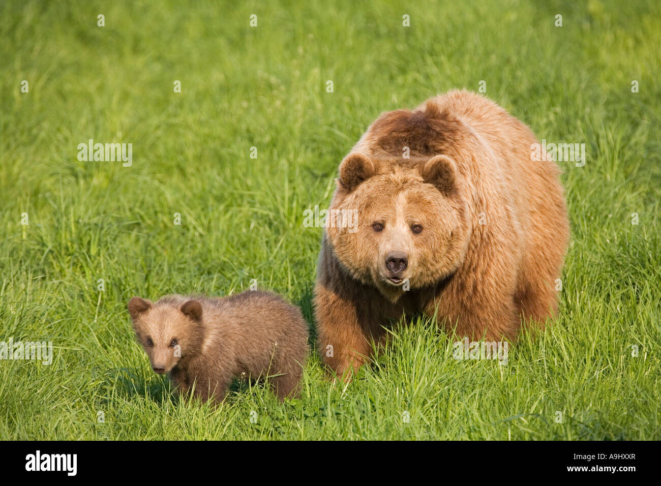 European Brown Bear mother with cub (Ursus arctos Stock Photo - Alamy