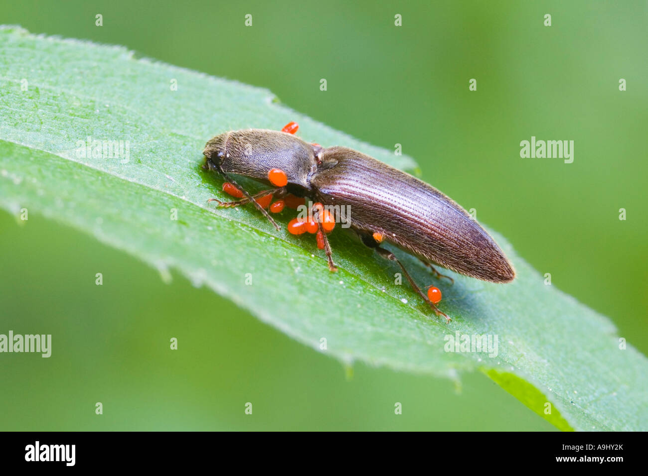 Click beetle (Agriotes sputator) infested by parasites Stock Photo