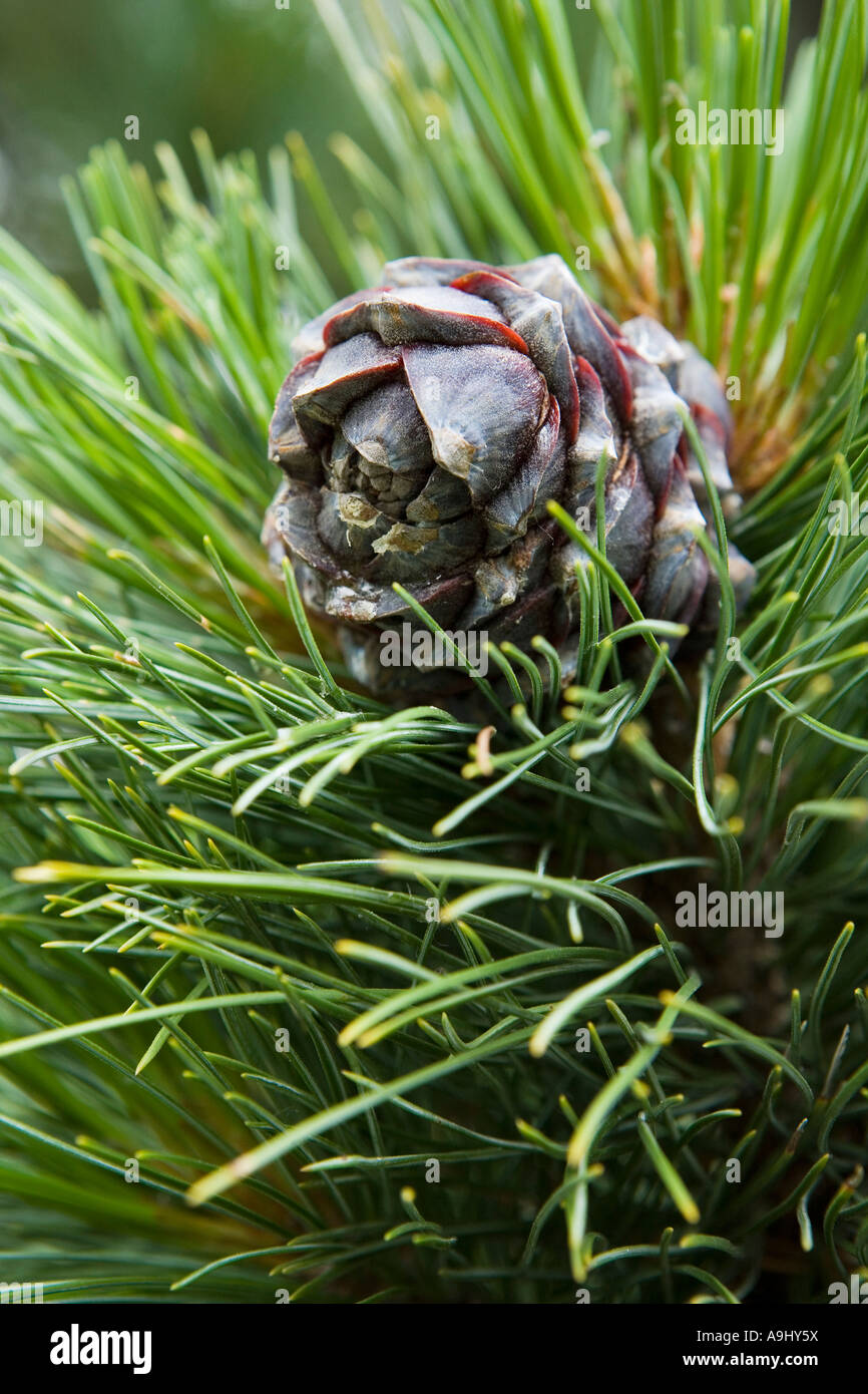 Detail of a pine cone, Pinus, Pinaceae Stock Photo