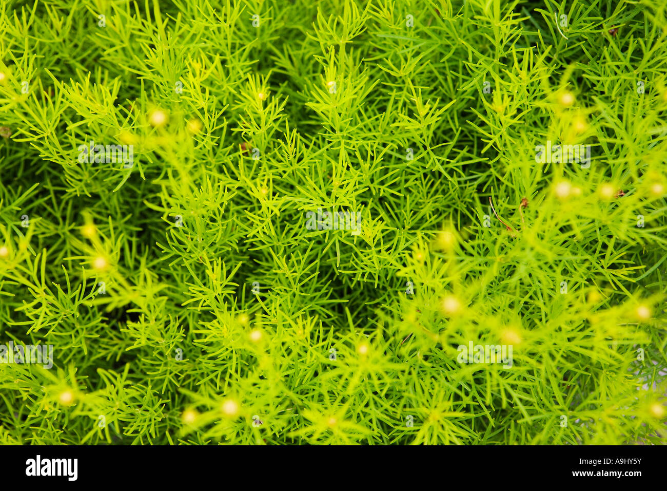 Detail of a fennel, Foeniculum vulgare ssp.vulgare Stock Photo