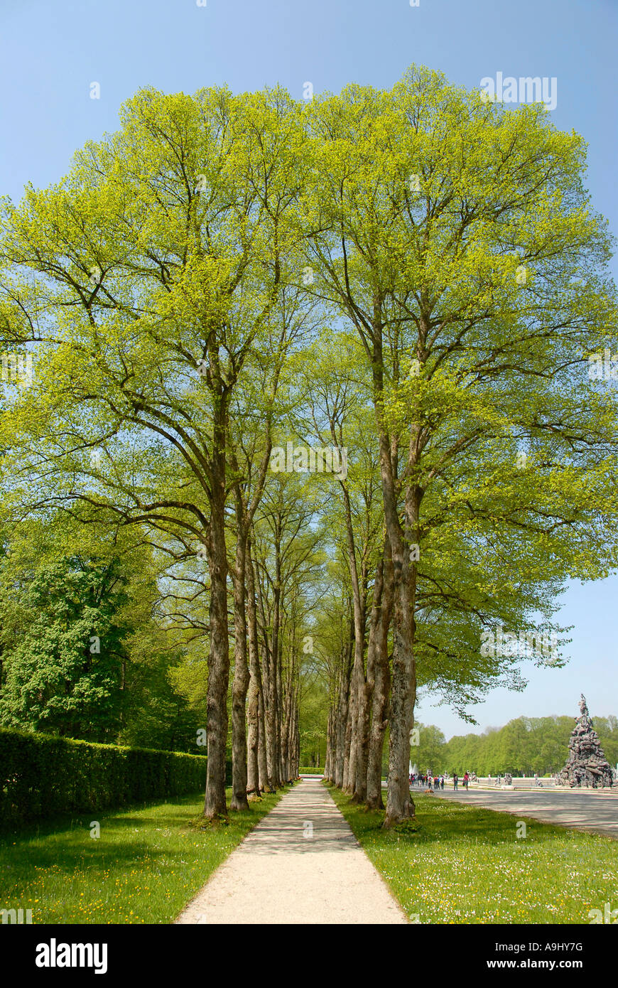 Narrow alley with Small-leaved Lime Tilia cordata trees at spring time at Schloss Herrenchiemsee Herreninsel Chiemsee Bavaria G Stock Photo
