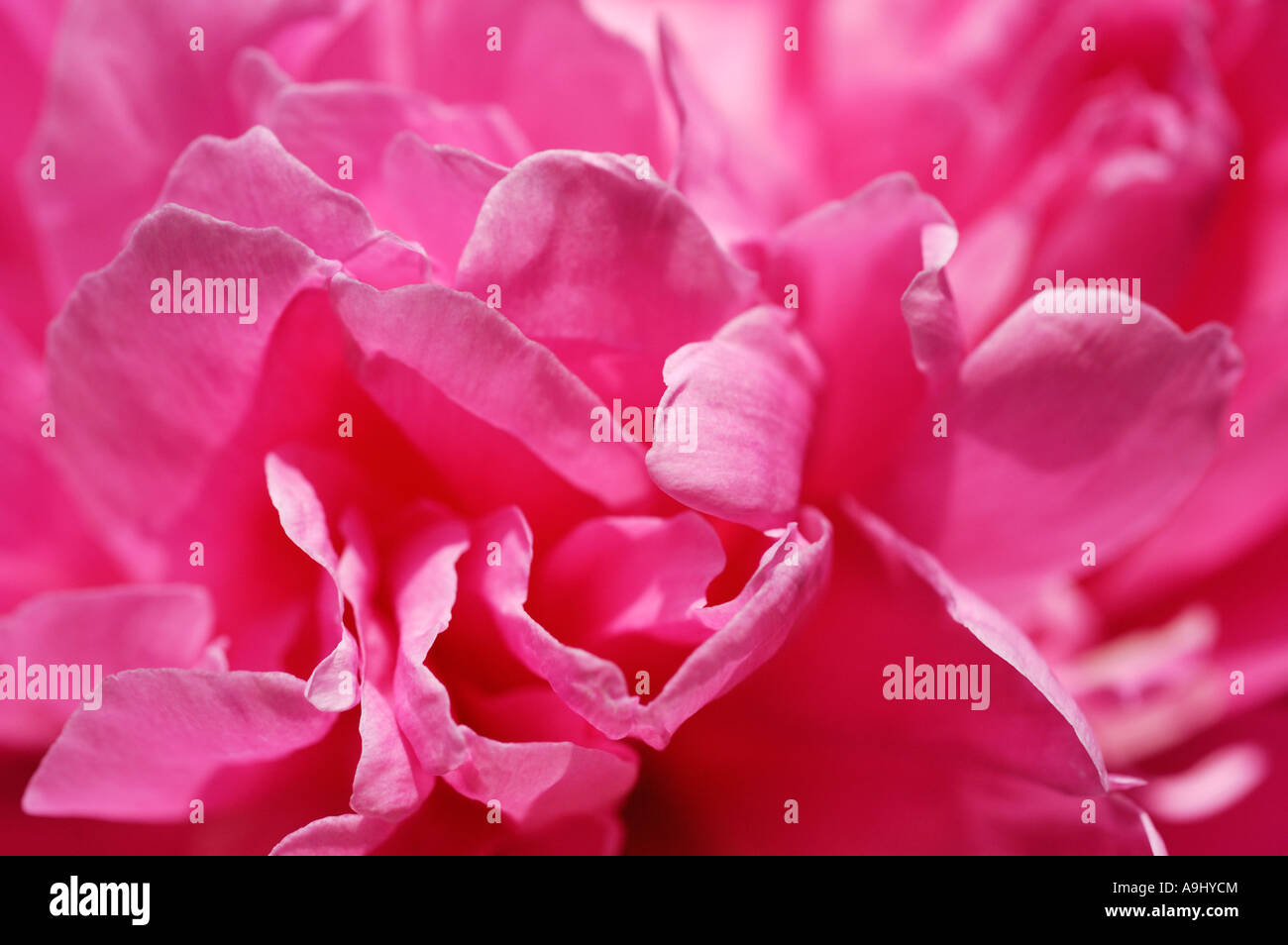 Rosa peony (Paeonia officinalis), detail, close up Stock Photo