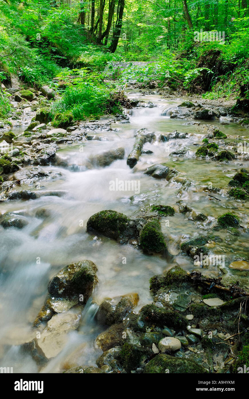 Alpine river saturated with calcium carbonate flowing through beech wood , Au near Bad Aibling Germany Stock Photo