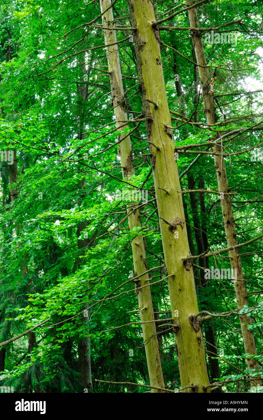 Spruce trees killed by larvae standing amid nonifected beech trees Stock Photo