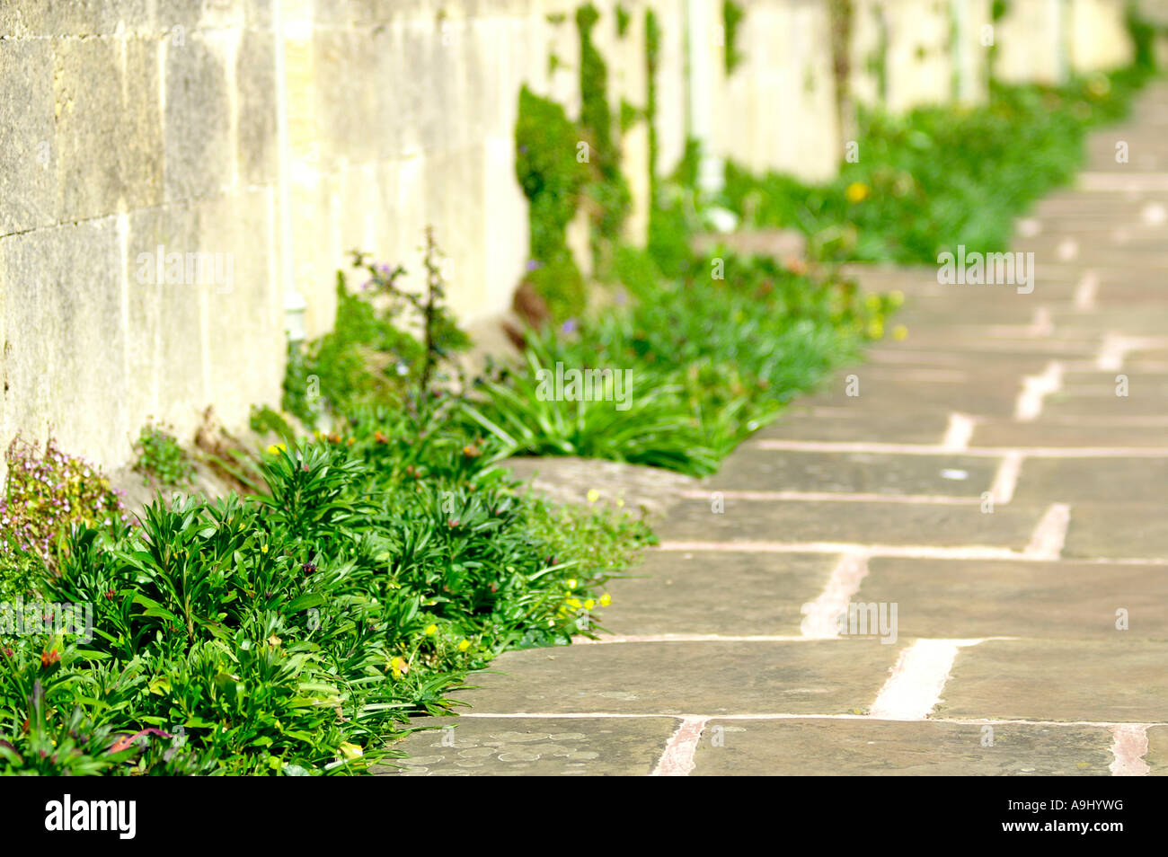 weeds on the pavement Stock Photo - Alamy