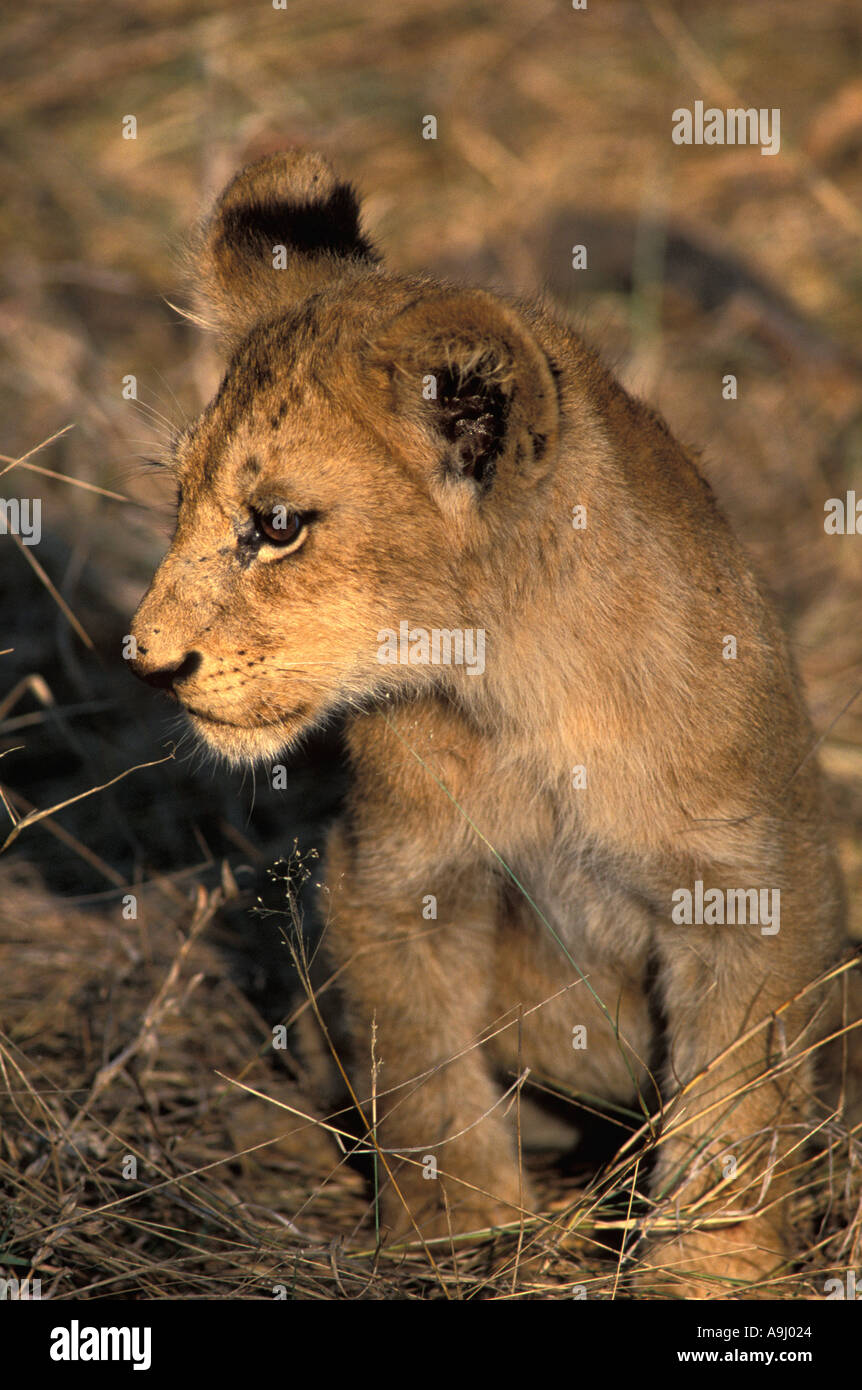 Lion and cub walking hi-res stock photography and images - Alamy