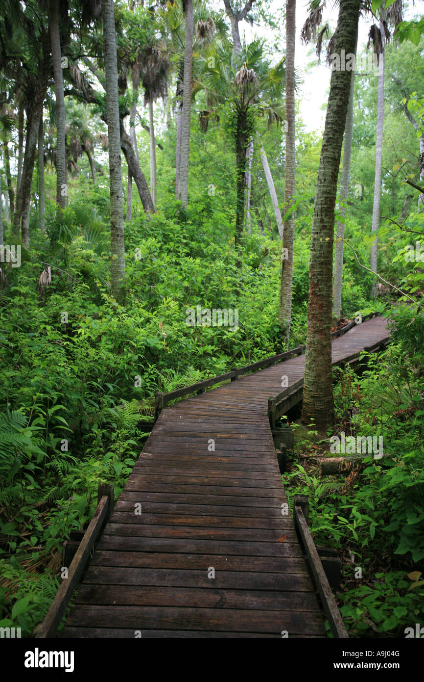 Last subtropical rainforest in Florida, Alexander Springs, Ocala Forest