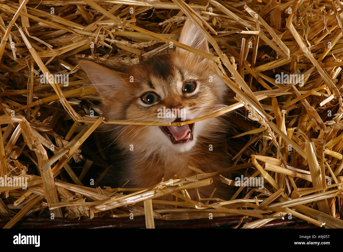 Somali kitten in straw Stock Photo