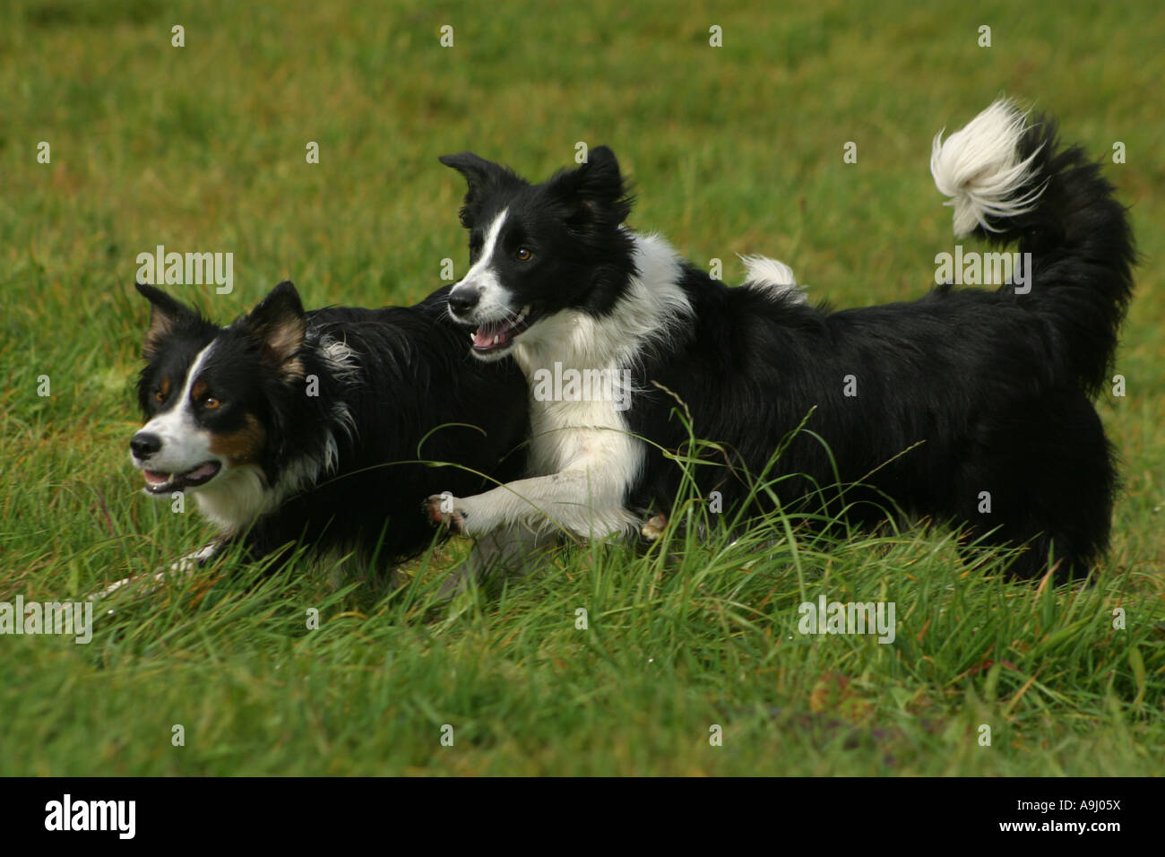 Two border collies Stock Photo Alamy