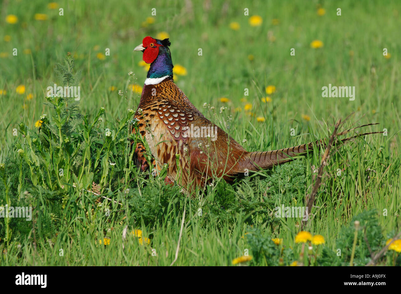 Common Pheasants (Phasianus colchicus Stock Photo Alamy