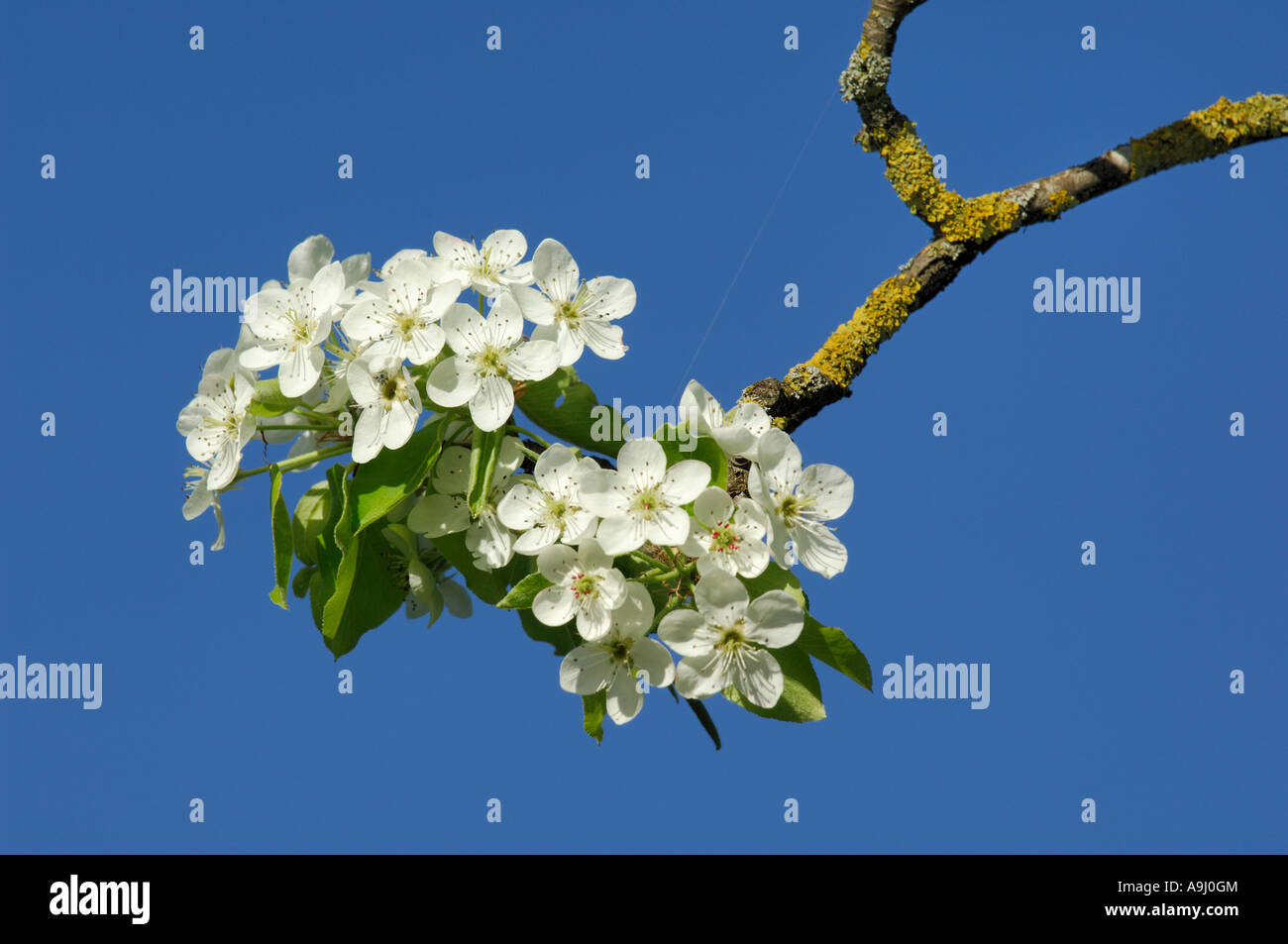 Blossoms of wild pear tree (Pyrus pyraster) Stock Photo