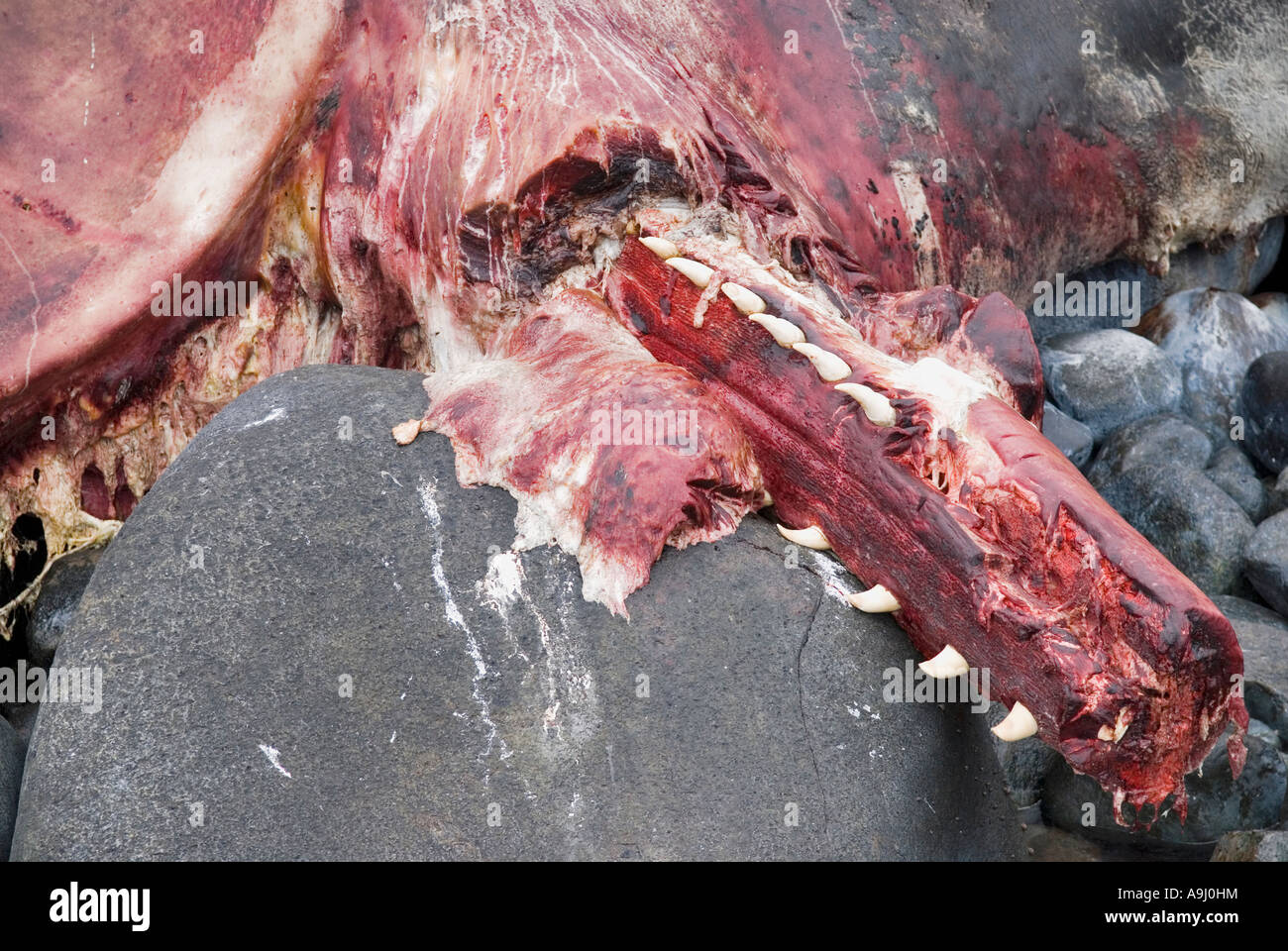 rotting mouth of beached Sperm whale (Physeter macrocephalus) on the rocky coast near Eggum, Lofoten Islands, Norway Stock Photo