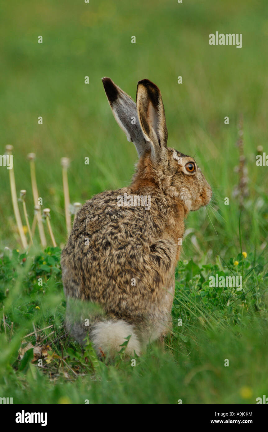 European hare (Lepus europaeus Stock Photo - Alamy