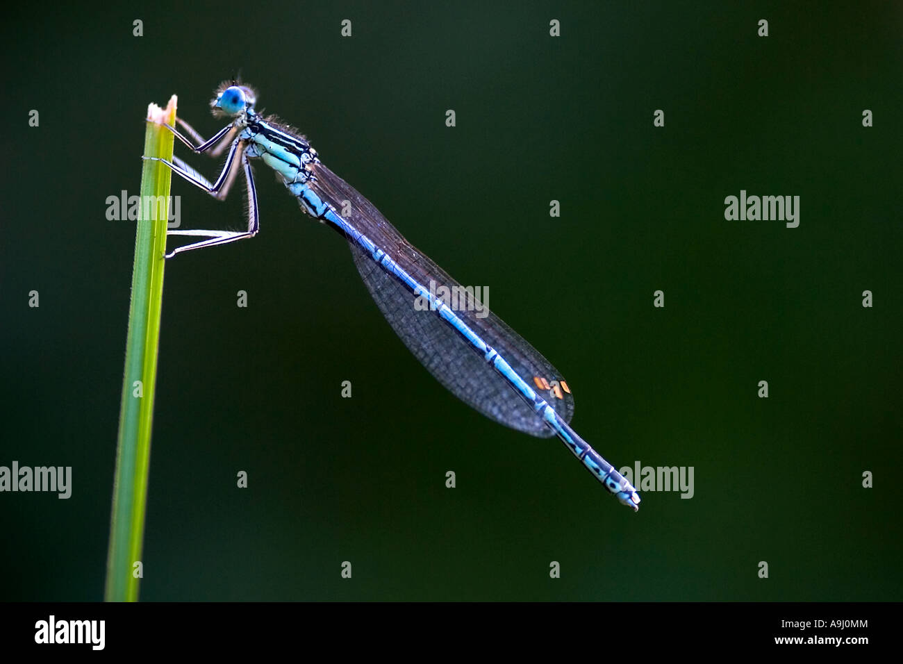 Azure Damselflies (Coenagrion puella) on a blade of grass Stock Photo ...