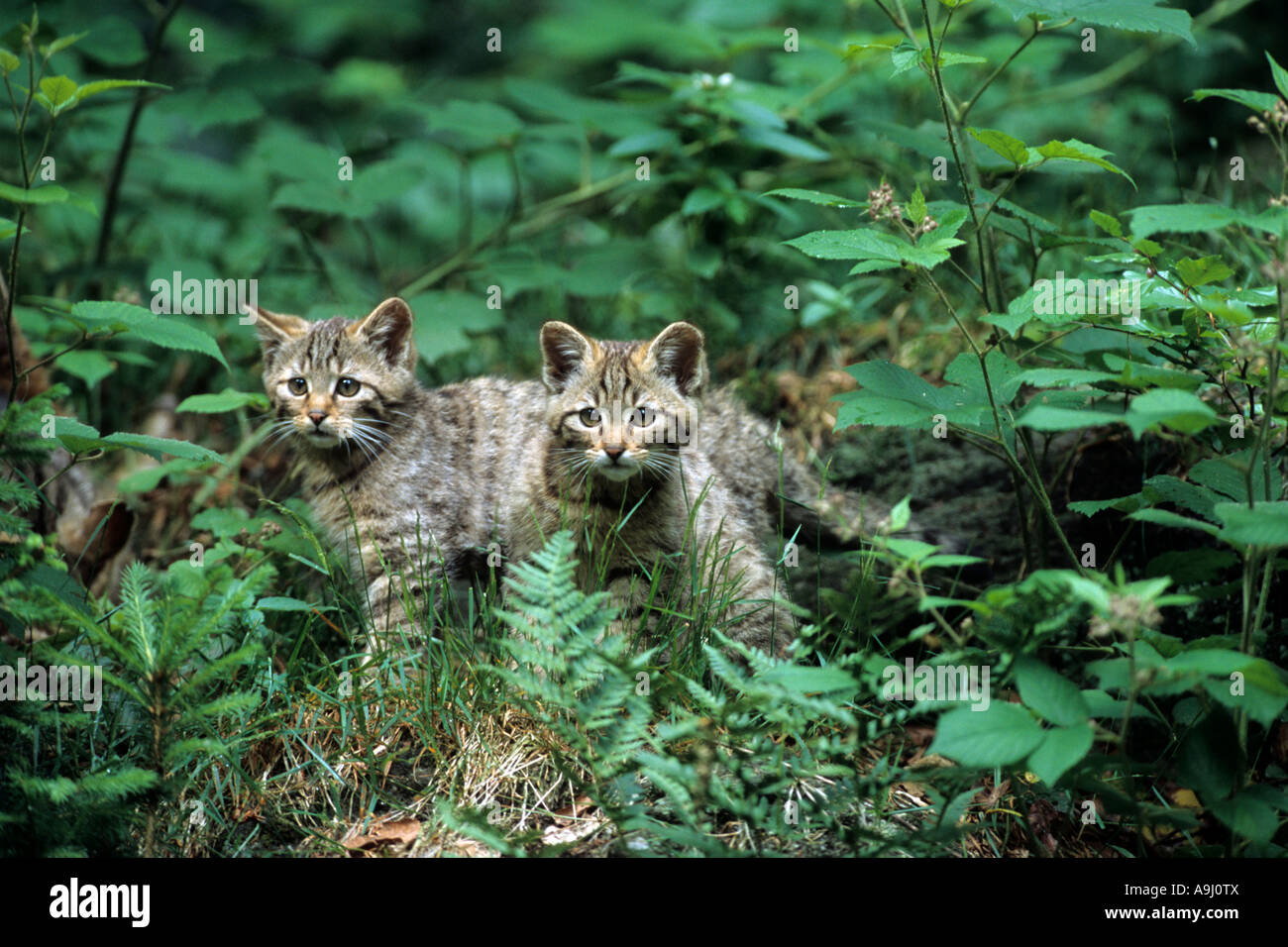 European Wild Cat (Felis silvestris silvestris) two kitten in forest, Bayrischer Wald National Park. Stock Photo