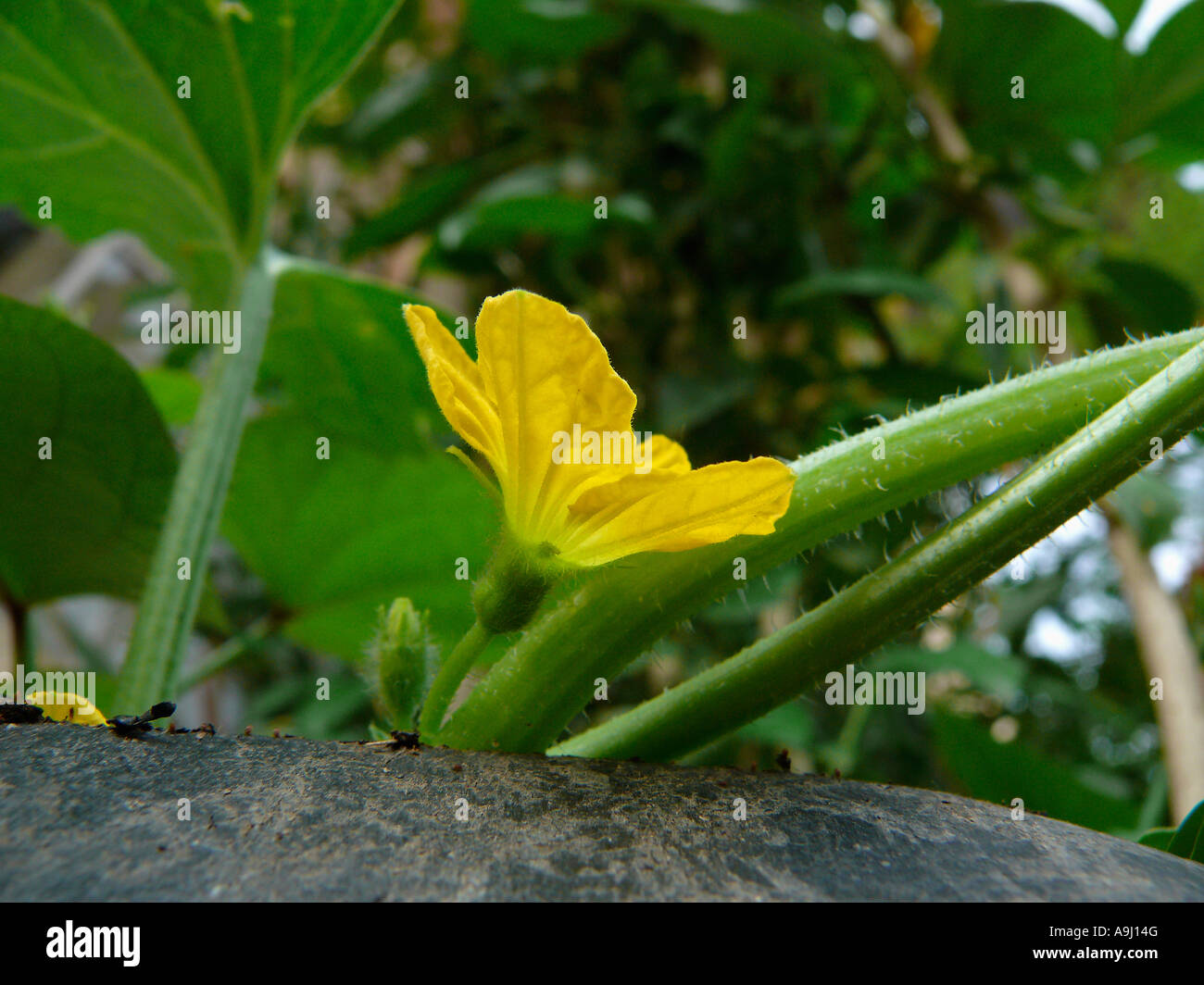 Flower of Musk Melon, Cuvumis melo Stock Photo Alamy