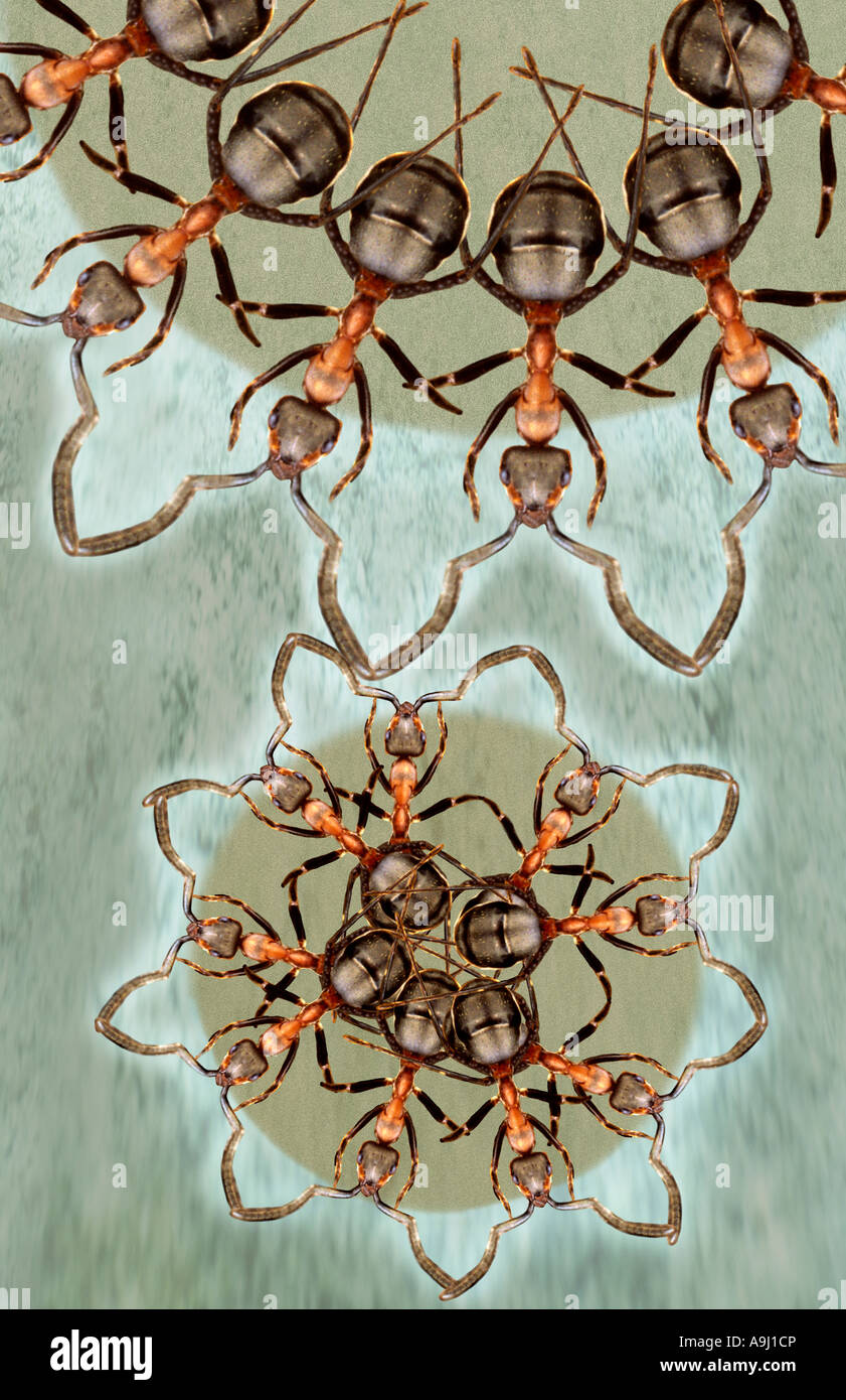 Ants running hi-res stock photography and images - Alamy