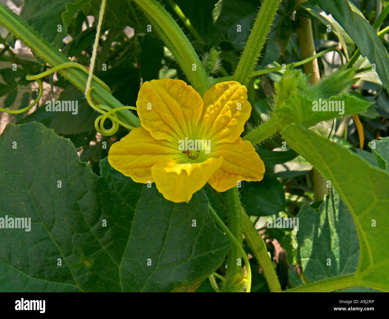 Flower of Musk Melon, Cuvumis melo Stock Photo Alamy