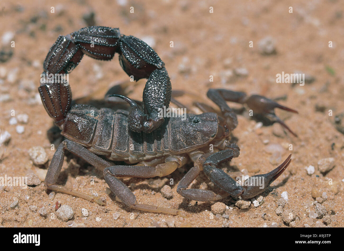 Scorpion Kalahari Gemsbok National Park South Africa Stock Photo
