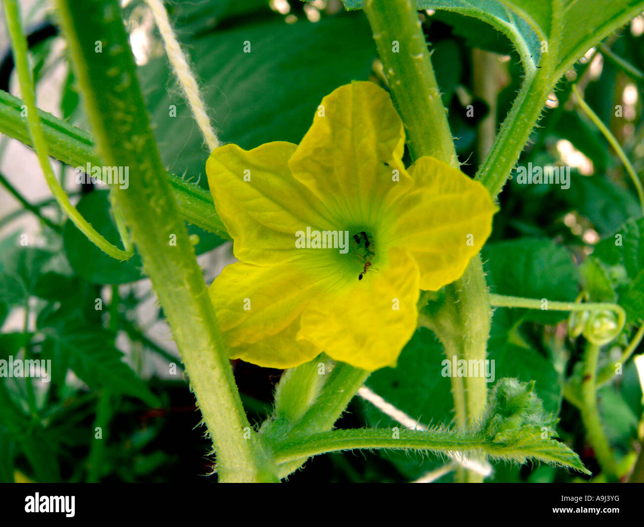 Flower of Musk Melon, Cuvumis melo Stock Photo Alamy