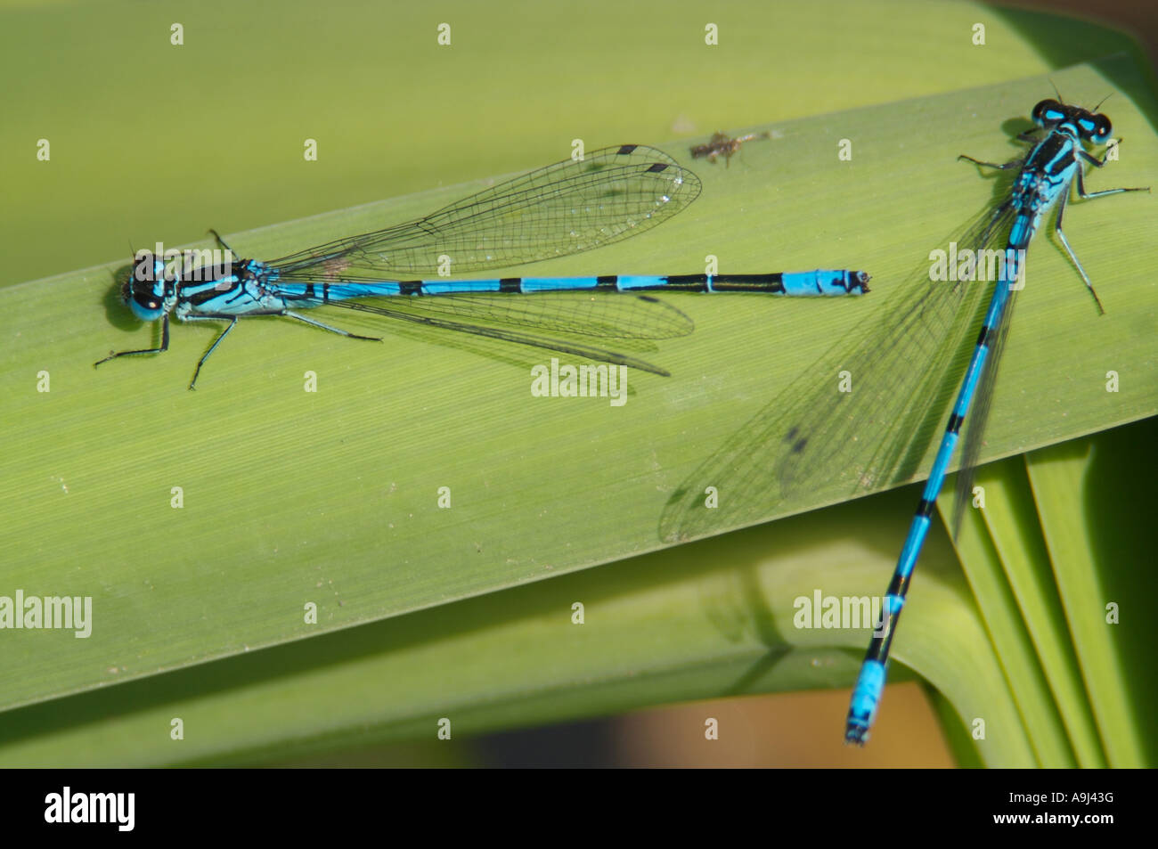 Two male Azure damselflies resting on a leaf Stock Photo - Alamy