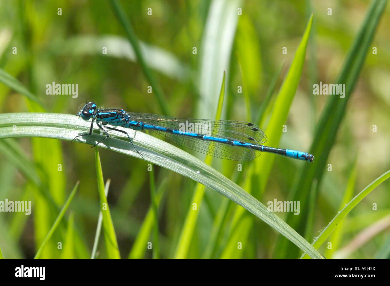 Male Azure damselfly resting on a leaf Stock Photo - Alamy