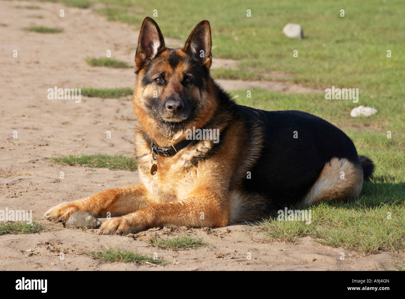 German Shepherd Dog Stock Photo
