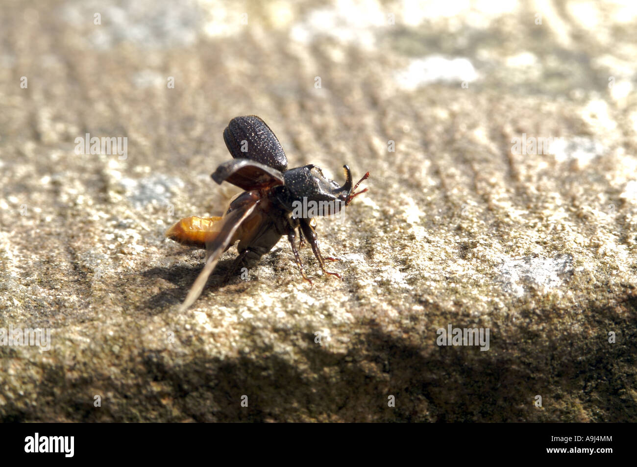 Rhinoceros Beetle taking off from wall Stock Photo