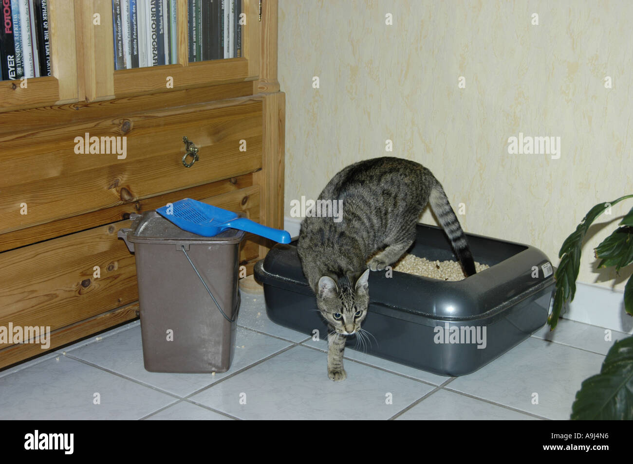 domestic cat, house cat (Felis silvestris f. catus), leaving cat litter pan Stock Photo