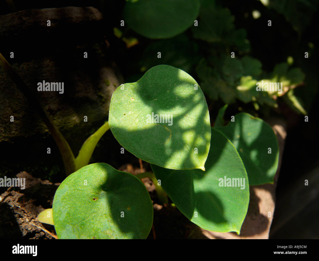 Shadow on Colocasia sp. Family: Araceae. Stock Photo