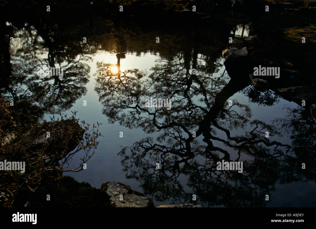 Japanese Reflection Pool Reflections in a pool at the Ginkakuji Temple in Kyoto Japan Stock ...
