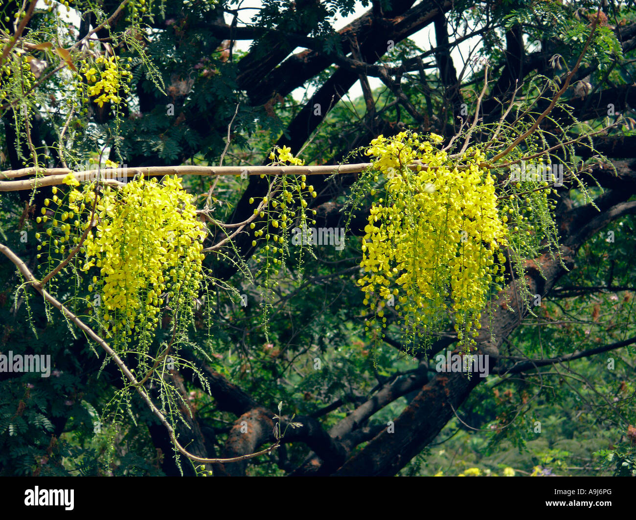 Flowers. Cassia Fistula. Indian Laburnum. Family: Caesalpiniaceae. Stock Photo