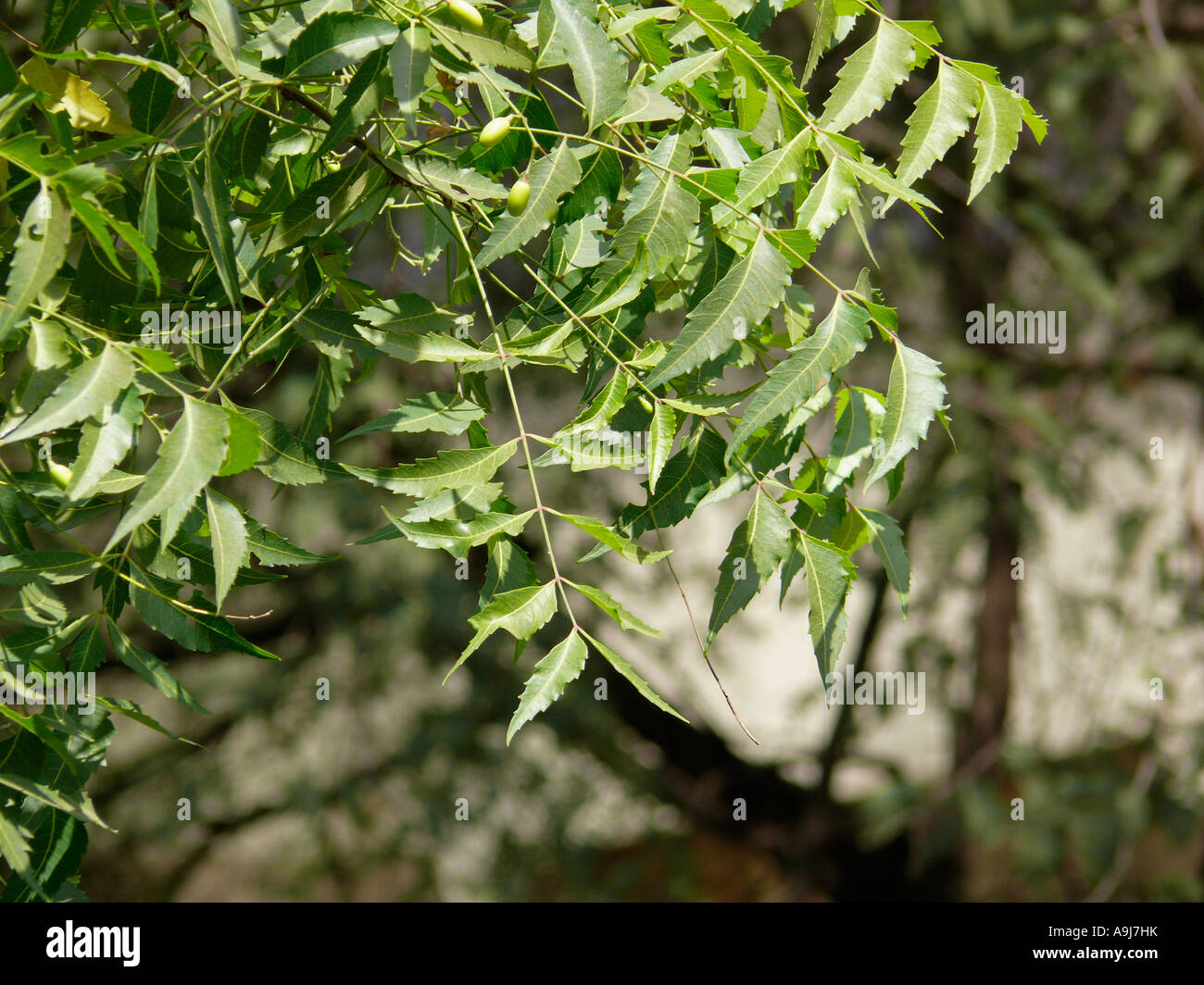The Neem leaves and fruits (Azadirachta indica A. Jus). Maharashtra, India. Stock Photo