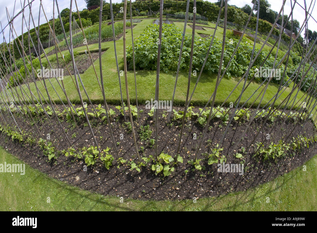 Runner Bean Row in Vegetable Garden Stock Photo - Alamy