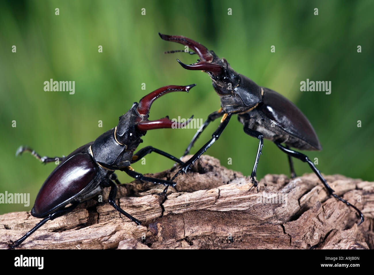Male European stag beetles Lucanus cervus fighting on log Stock Photo
