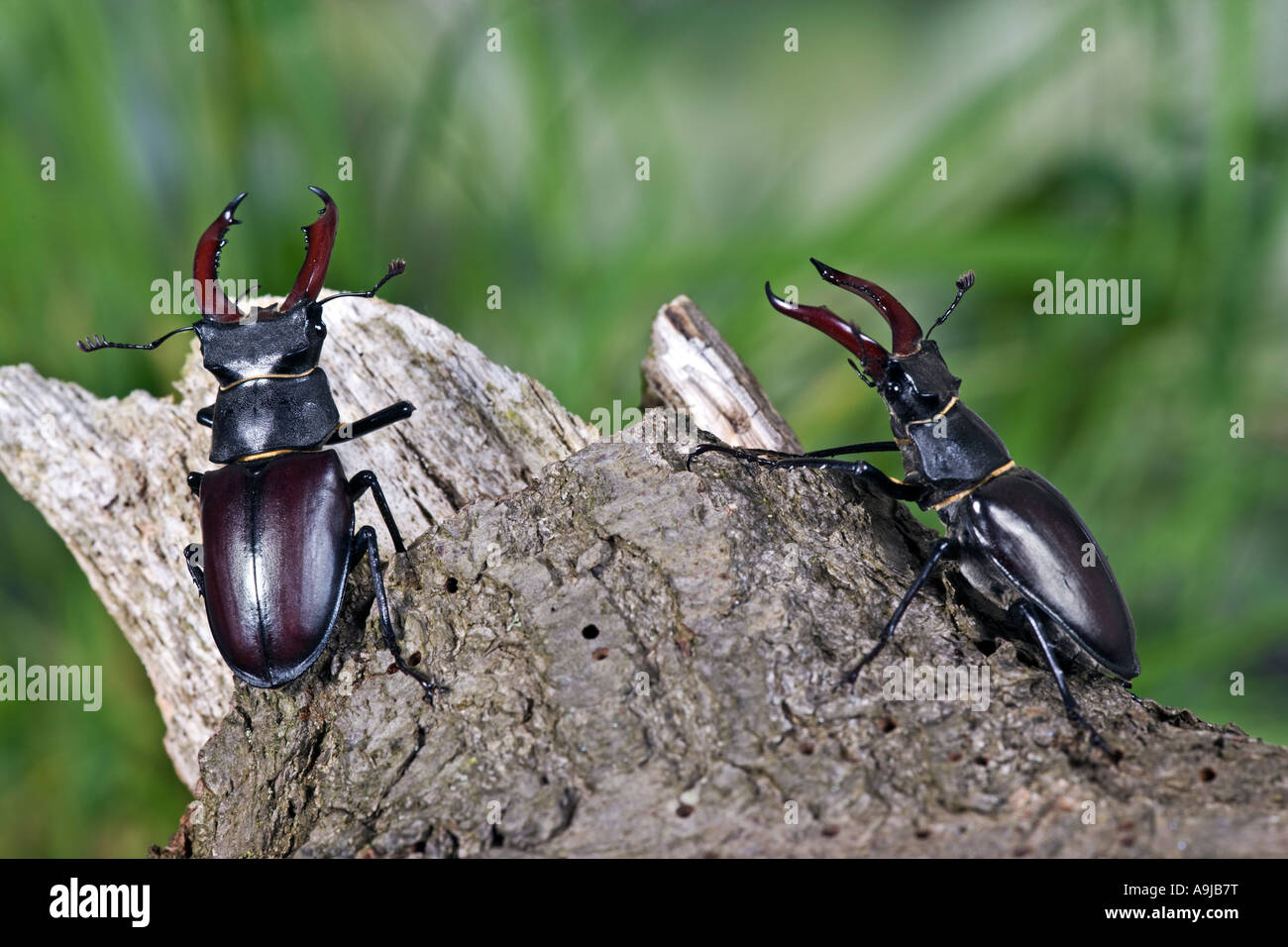 Male European stag beetles Lucanus cervus on log Stock Photo
